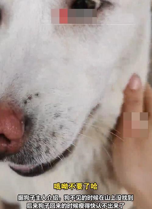 主人見到此景,心裡很不是滋味,不捨地摸摸狗狗說:「你的爪子掉在哪兒了?哎呀,你怎麼還能找回來啊?」(微博)