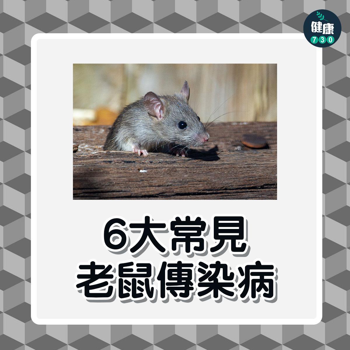 鼠患|6大常見老鼠傳染病,包括鼠疫及鼠斑疹傷寒(am730製圖)