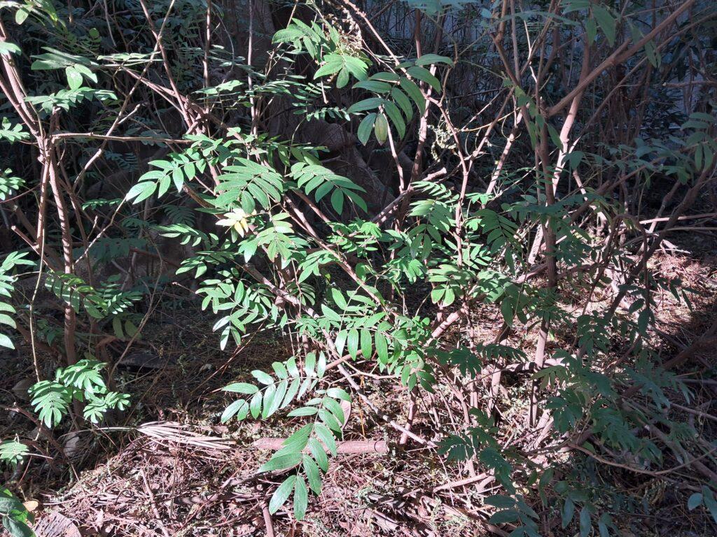 Samsung Galaxy A25 5G 相機攝影實測