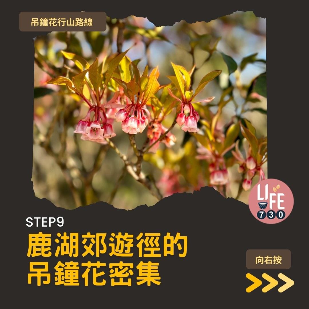 吊鐘花行山路線︱鹿湖郊遊徑大枕蓋農曆新年行大運(am730製圖)