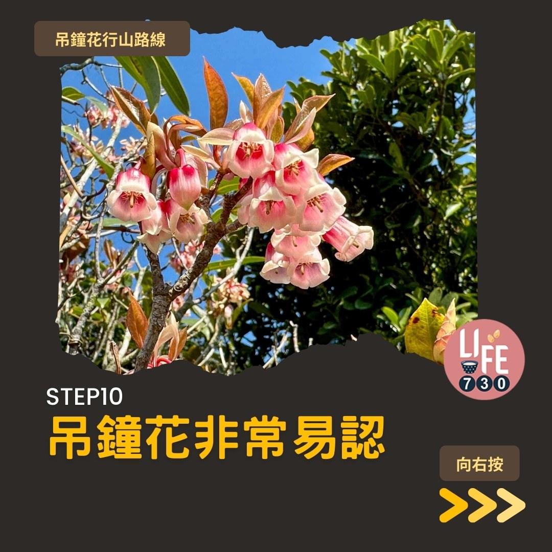 吊鐘花行山路線︱鹿湖郊遊徑大枕蓋農曆新年行大運(am730製圖)