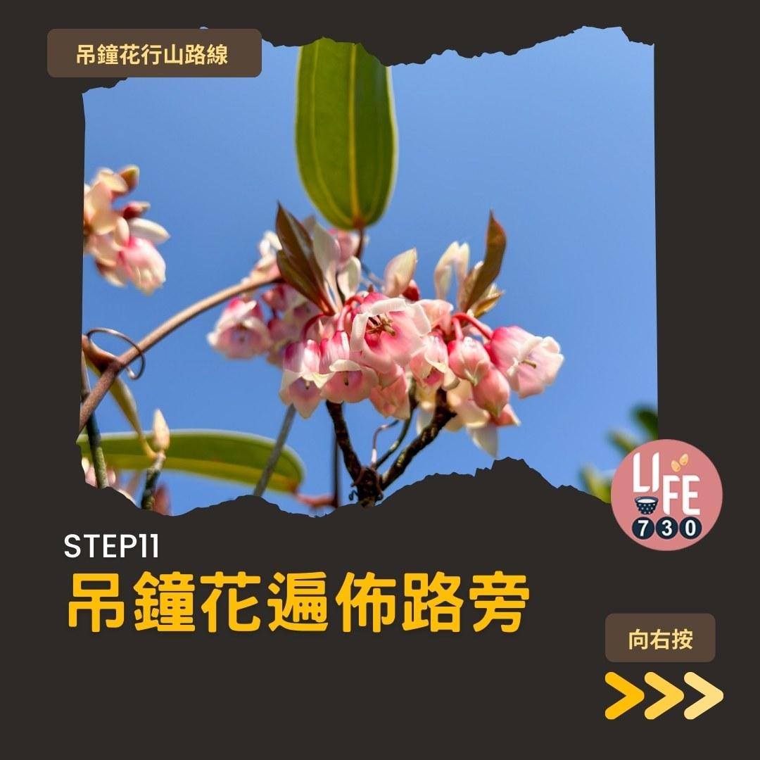 吊鐘花行山路線︱鹿湖郊遊徑大枕蓋農曆新年行大運(am730製圖)