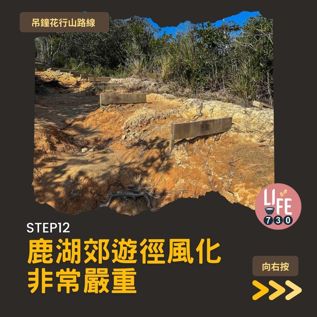 吊鐘花行山路線︱鹿湖郊遊徑大枕蓋農曆新年行大運(am730製圖)