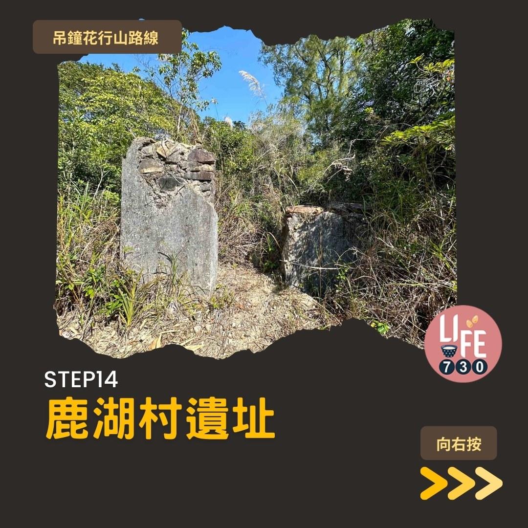 吊鐘花行山路線︱鹿湖郊遊徑大枕蓋農曆新年行大運(am730製圖)