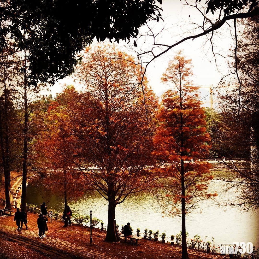 紅葉好去處,未圓湖種滿落羽松及其他樹種(圖片來源:instagram @padme.me)