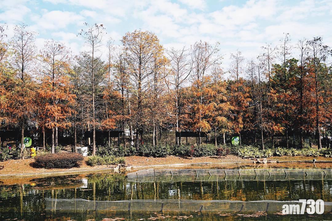 紅葉好去處,人工湖加上楓葉,實在是絕景。(圖片來源:instagram@travelwithmefromnowon)