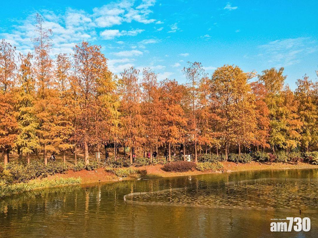 紅葉好去處,人工湖加上楓葉,實在是絕景。(圖片來源:instagram@travelwithmefromnowon)