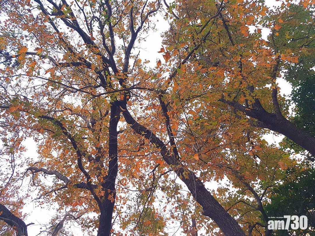 香港紅葉好去處,根德道花園屬於其中一個「隱世」的賞楓地點。(圖片來源:instagram@3.19_ww)