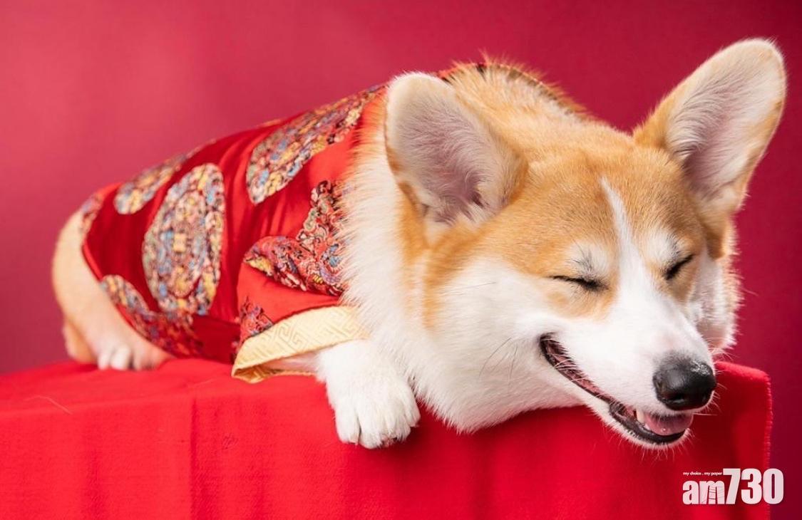 新年習俗|穿得「紅噹噹」有「好意頭」的意思。