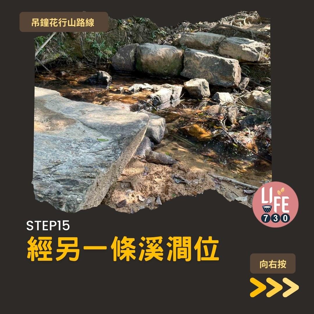 吊鐘花行山路線︱鹿湖郊遊徑大枕蓋農曆新年行大運(am730製圖)