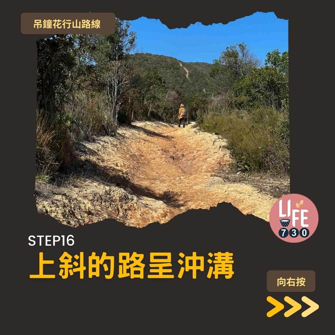 吊鐘花行山路線︱鹿湖郊遊徑大枕蓋農曆新年行大運(am730製圖)