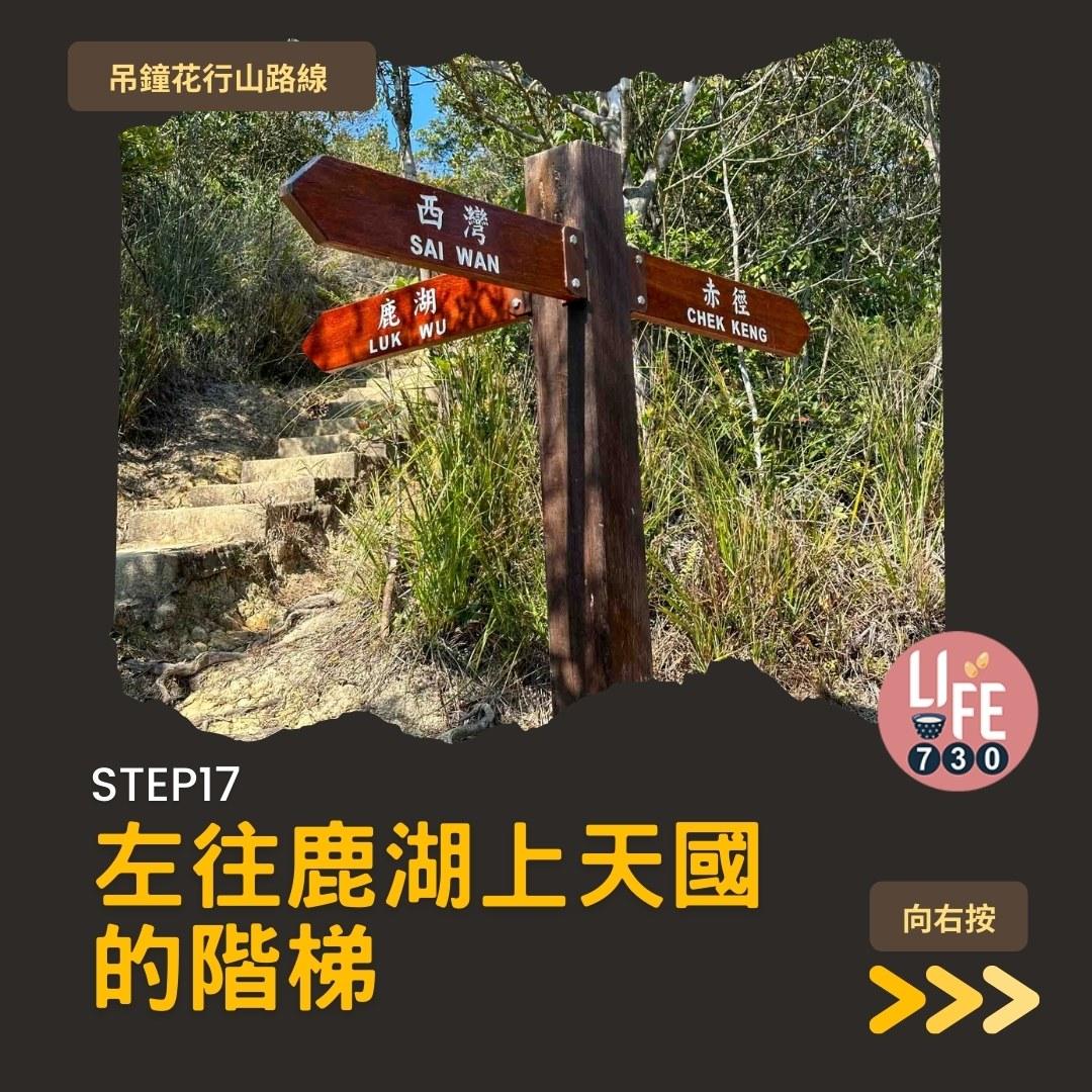 吊鐘花行山路線︱鹿湖郊遊徑大枕蓋農曆新年行大運(am730製圖)