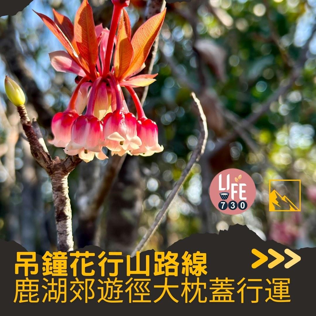 吊鐘花行山路線︱鹿湖郊遊徑大枕蓋農曆新年行大運(am730製圖)