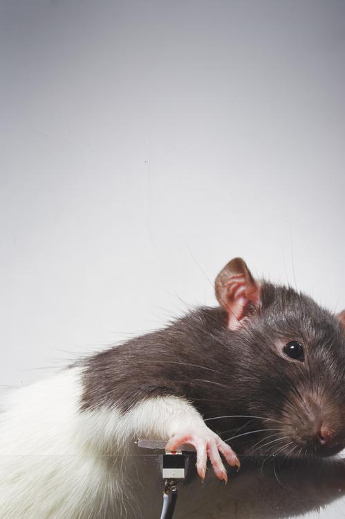 被訓練成喜愛自拍的老鼠Rats Arthur。