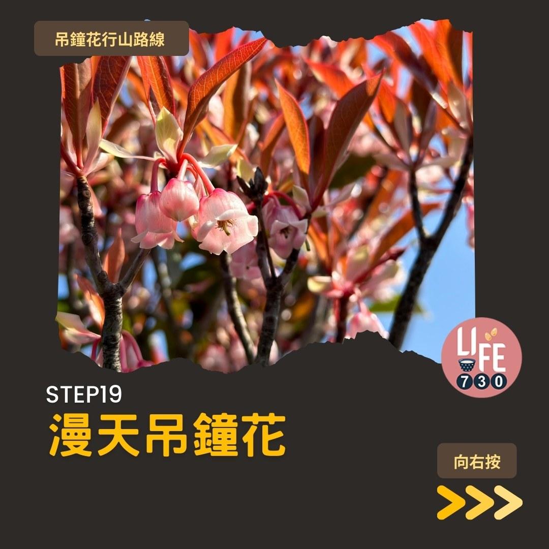 吊鐘花行山路線︱鹿湖郊遊徑大枕蓋農曆新年行大運(am730製圖)