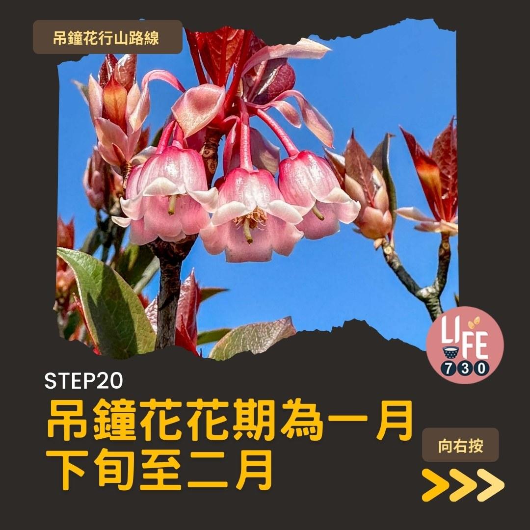 吊鐘花行山路線︱鹿湖郊遊徑大枕蓋農曆新年行大運(am730製圖)