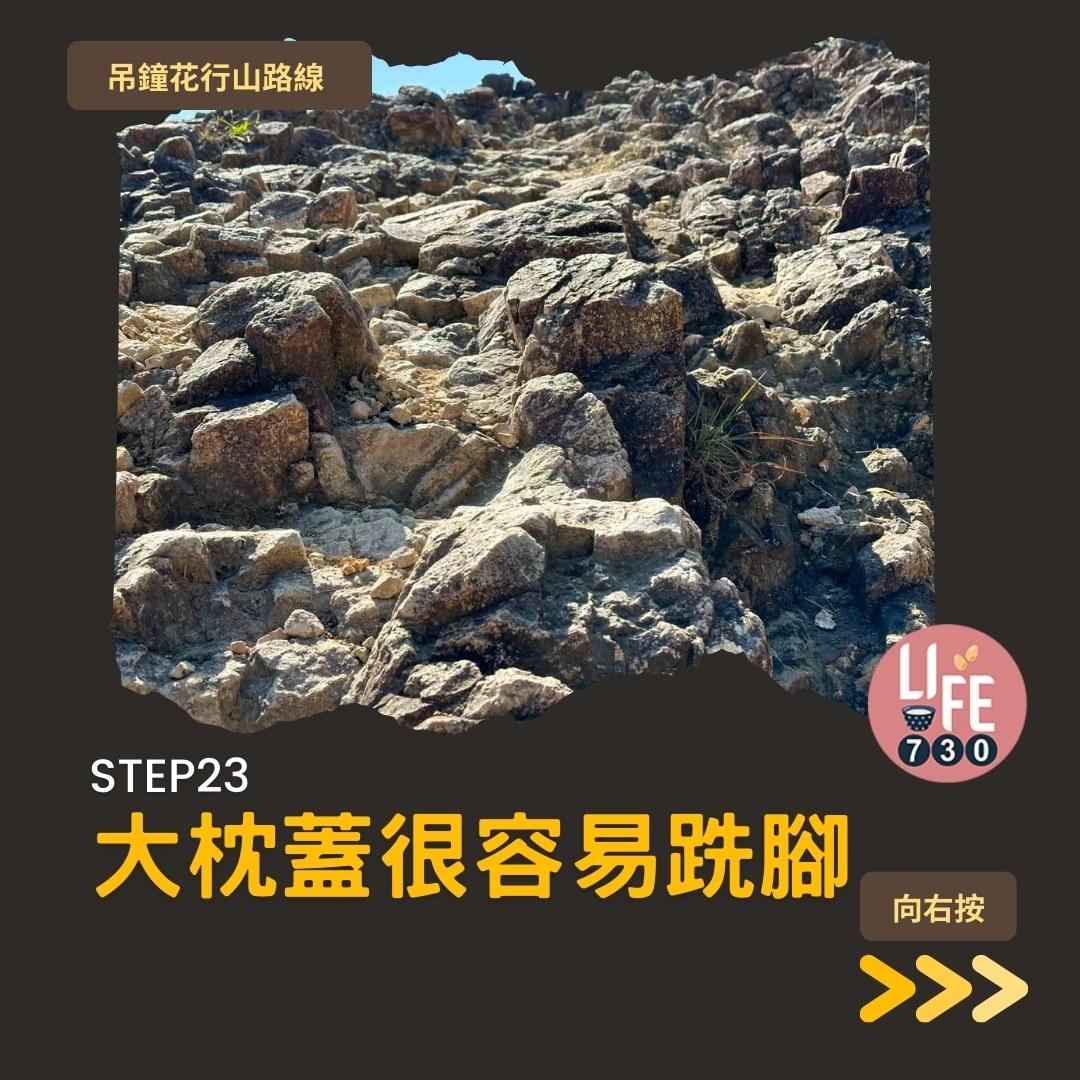 吊鐘花行山路線︱鹿湖郊遊徑大枕蓋農曆新年行大運(am730製圖)