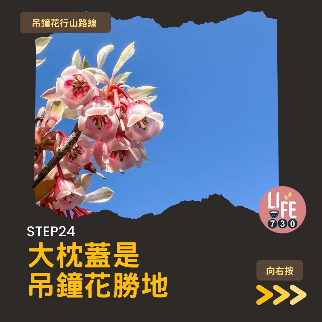 吊鐘花行山路線︱鹿湖郊遊徑大枕蓋農曆新年行大運(am730製圖)