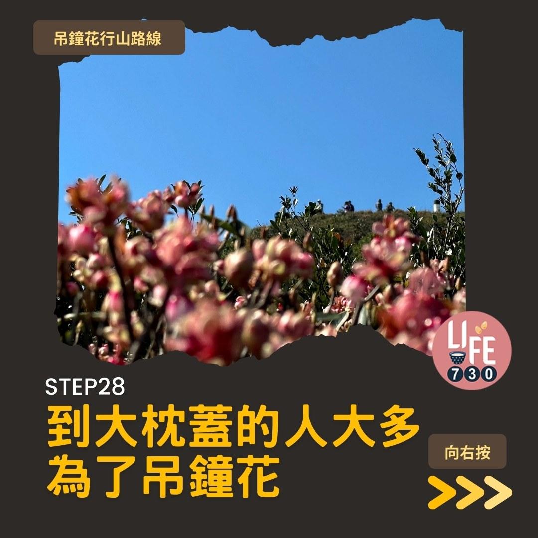 吊鐘花行山路線︱鹿湖郊遊徑大枕蓋農曆新年行大運(am730製圖)