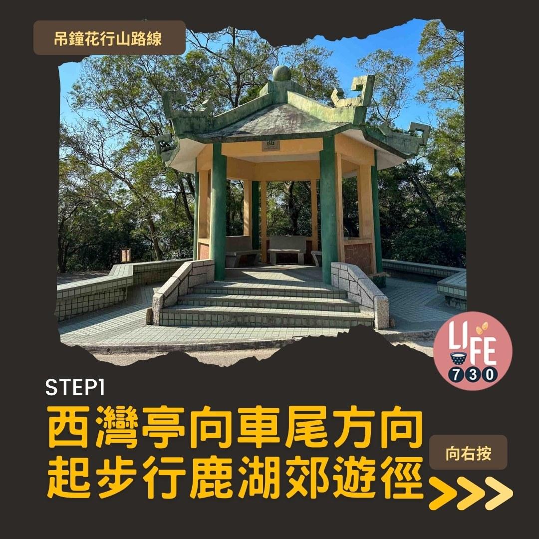 吊鐘花行山路線︱鹿湖郊遊徑大枕蓋農曆新年行大運(am730製圖)