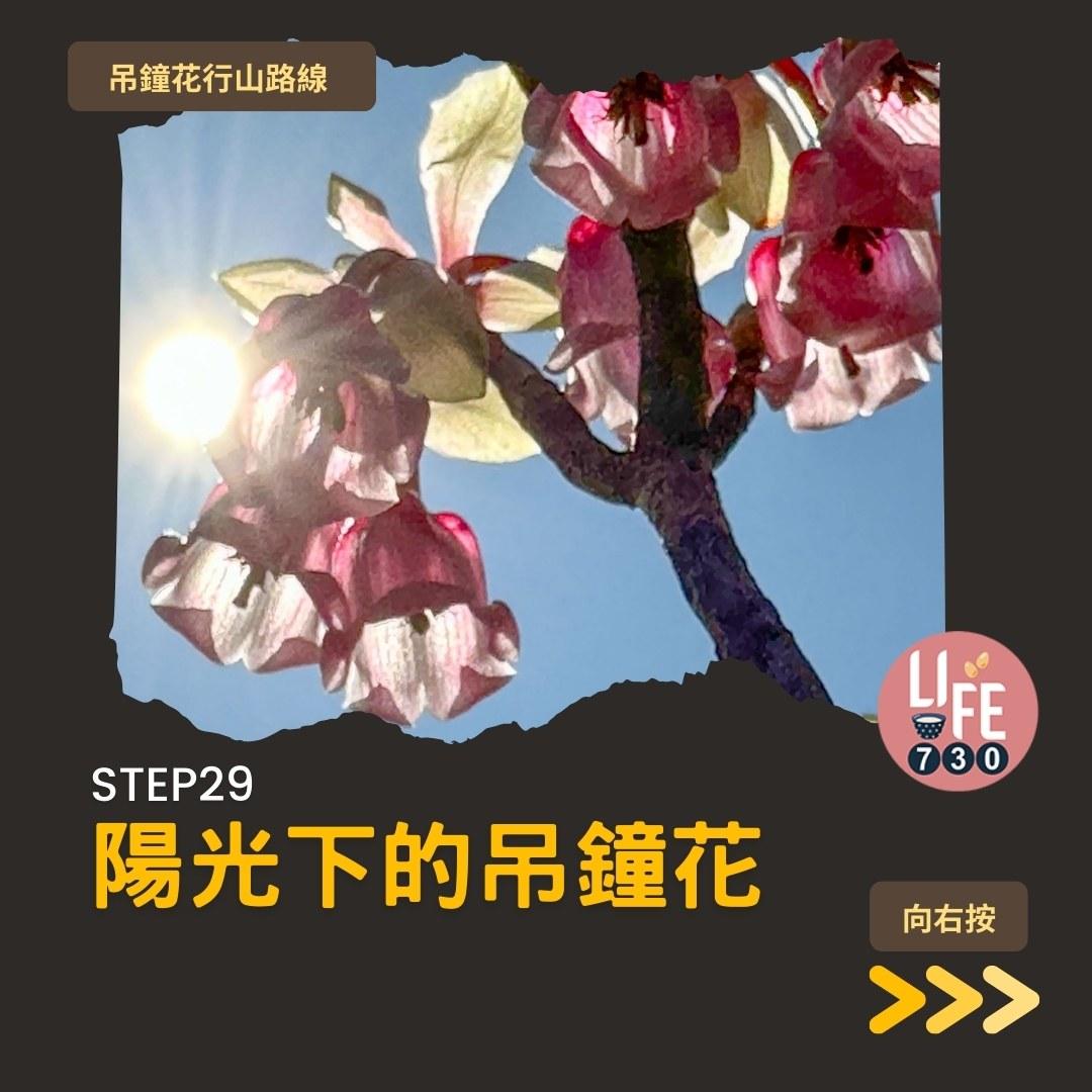 吊鐘花行山路線︱鹿湖郊遊徑大枕蓋農曆新年行大運(am730製圖)
