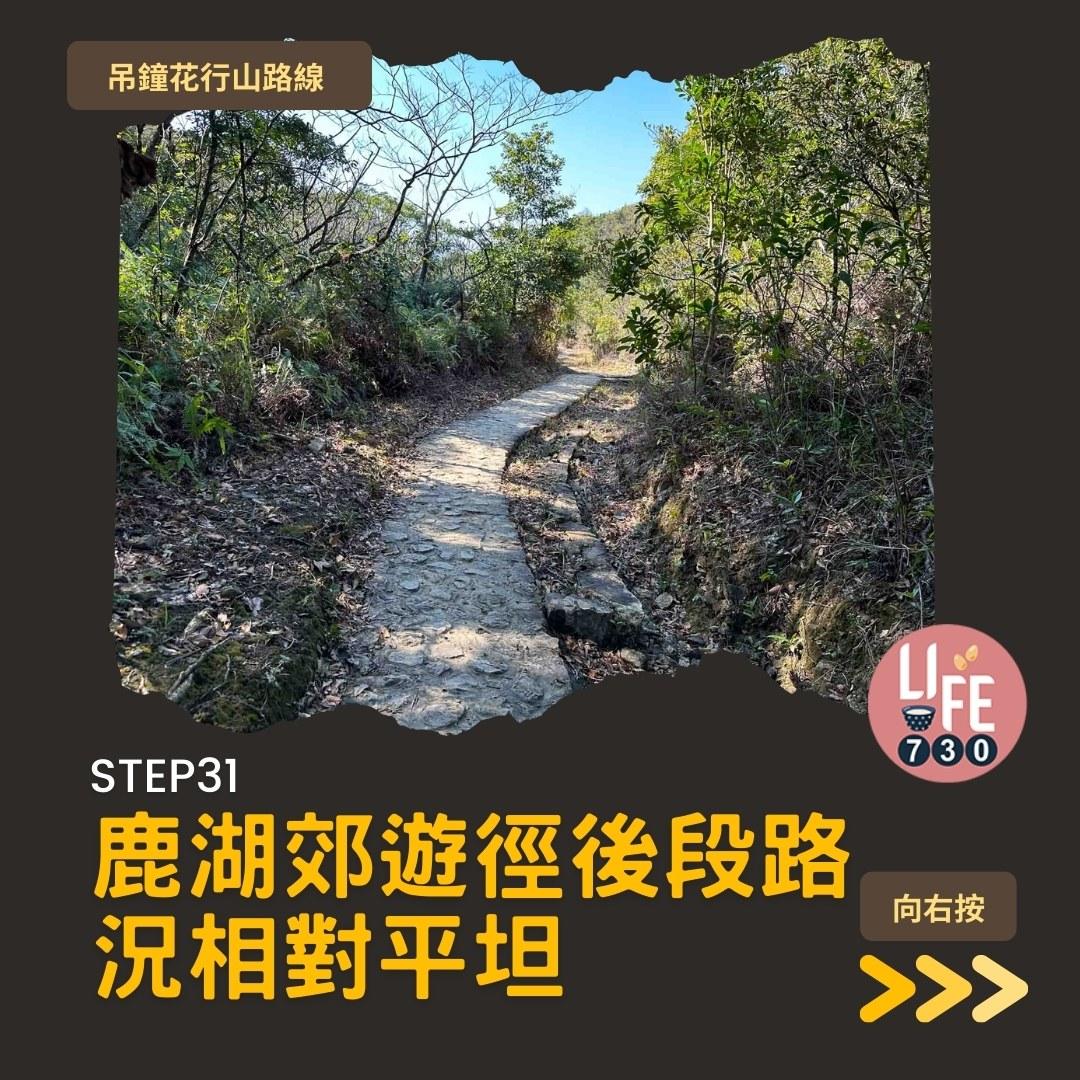 吊鐘花行山路線︱鹿湖郊遊徑大枕蓋農曆新年行大運(am730製圖)