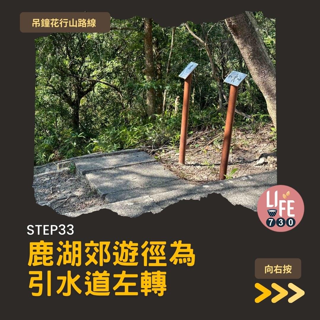 吊鐘花行山路線︱鹿湖郊遊徑大枕蓋農曆新年行大運(am730製圖)