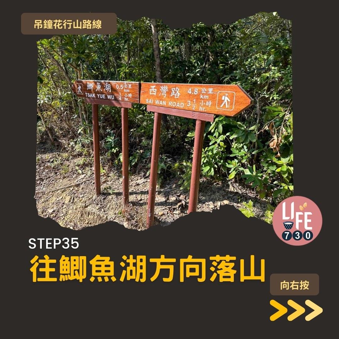 吊鐘花行山路線︱鹿湖郊遊徑大枕蓋農曆新年行大運(am730製圖)