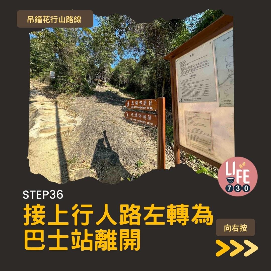 吊鐘花行山路線︱鹿湖郊遊徑大枕蓋農曆新年行大運(am730製圖)