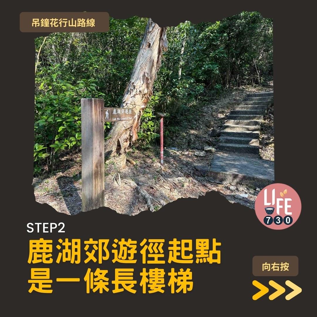 吊鐘花行山路線︱鹿湖郊遊徑大枕蓋農曆新年行大運(am730製圖)