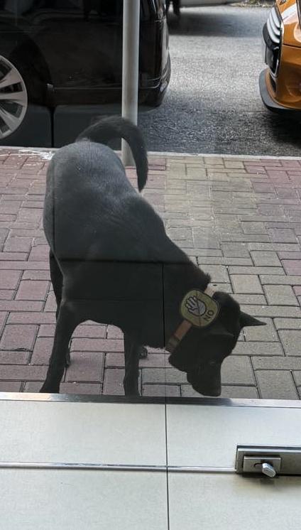 有網民指唐狗頸上已經戴有標示「不要觸摸」字牌