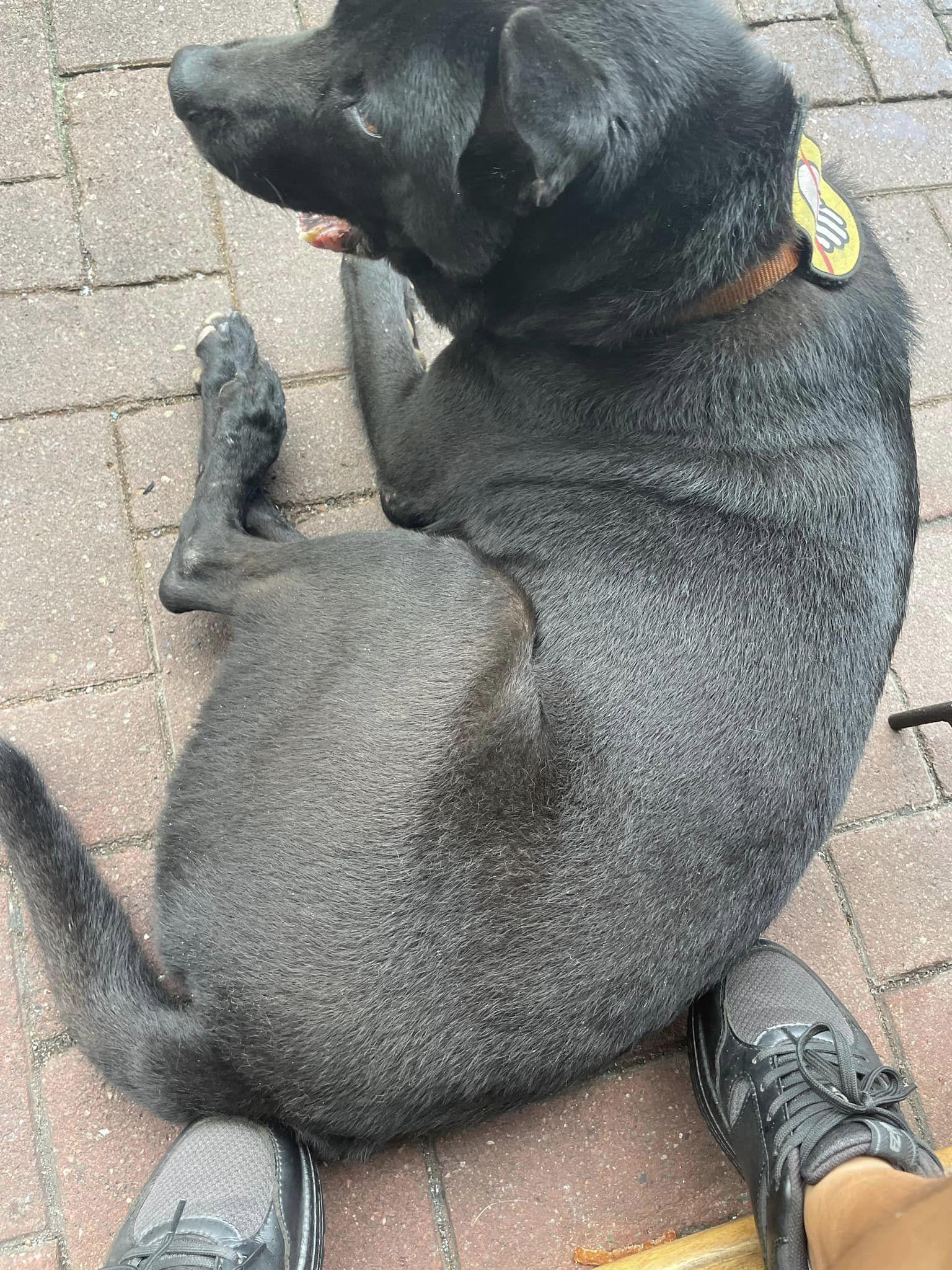 男童母周三在Facebook群組「荃灣友」發文,指其7歲兒子於荃灣沙咀道附近,被一隻黑色唐狗咬傷面頰。