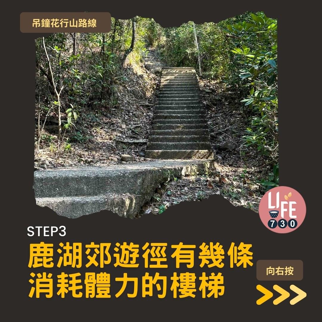 吊鐘花行山路線︱鹿湖郊遊徑大枕蓋農曆新年行大運(am730製圖)