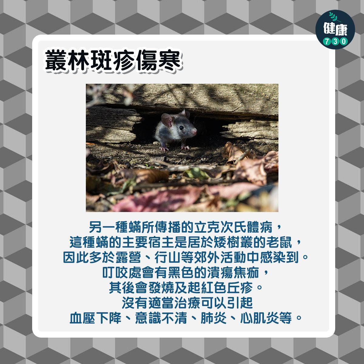 鼠患|6大常見老鼠傳染病,包括鼠疫及鼠斑疹傷寒(am730製圖)