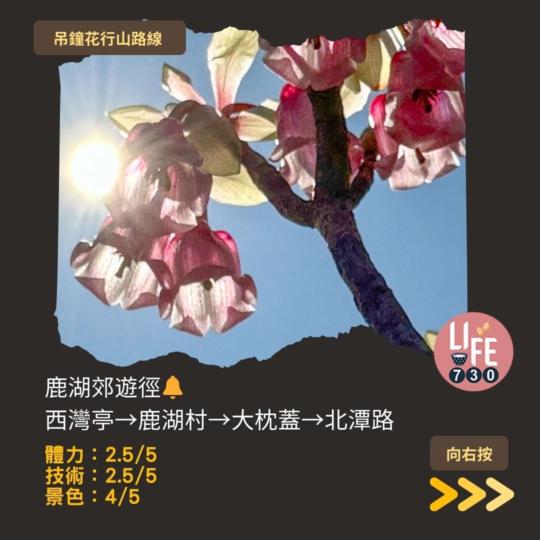 吊鐘花行山路線︱鹿湖郊遊徑大枕蓋農曆新年行大運(am730製圖)