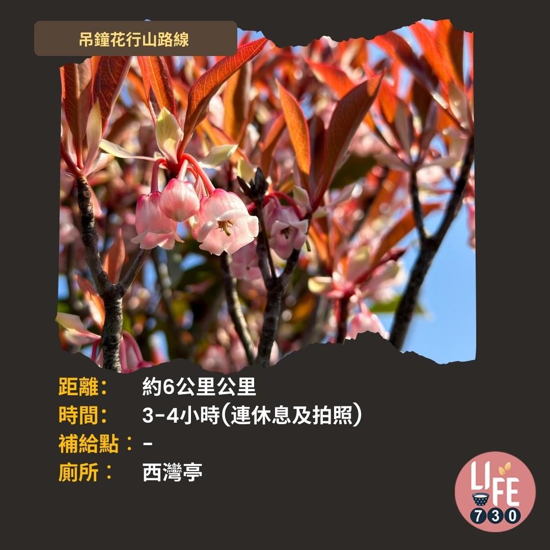 吊鐘花行山路線︱鹿湖郊遊徑大枕蓋農曆新年行大運(am730製圖)