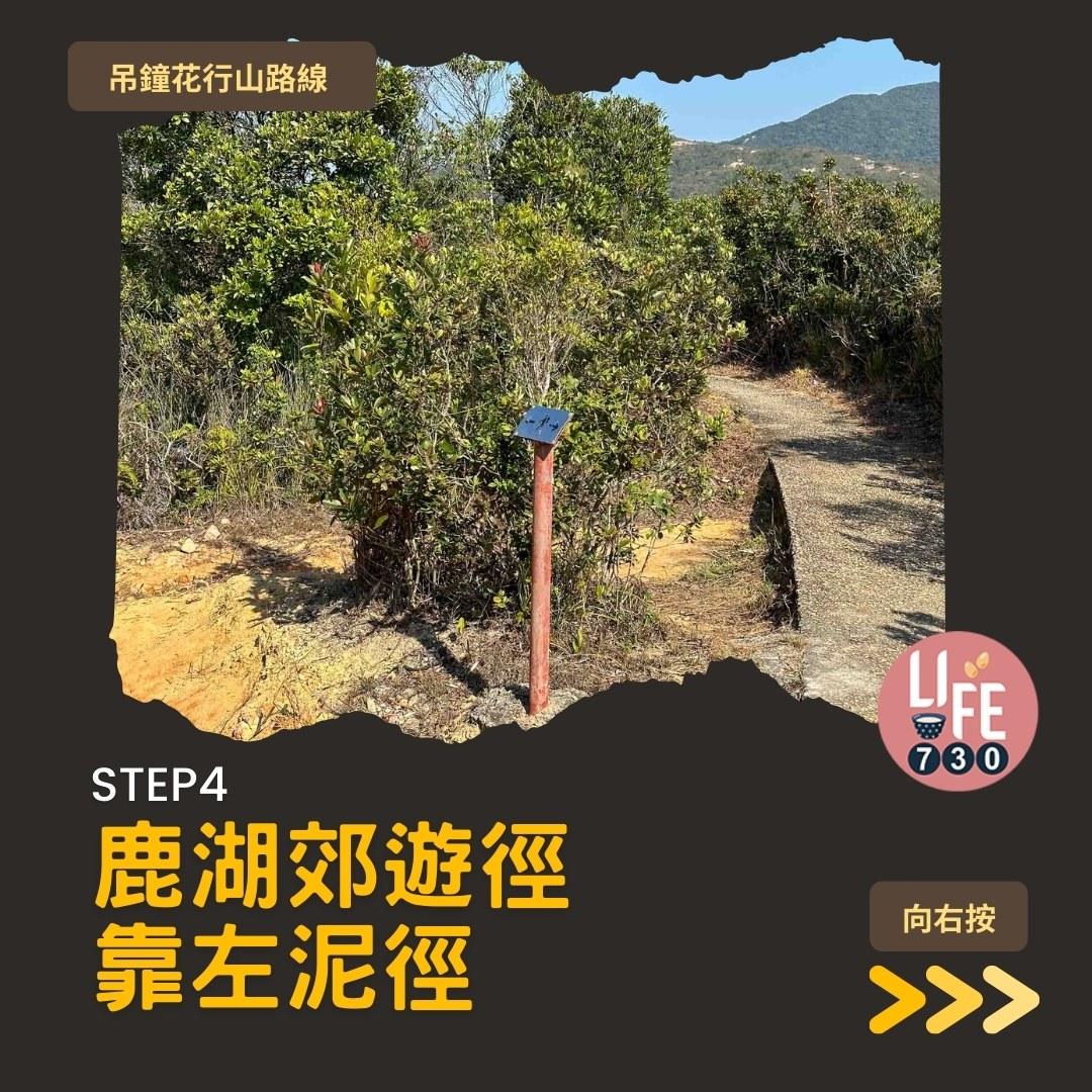 吊鐘花行山路線︱鹿湖郊遊徑大枕蓋農曆新年行大運(am730製圖)