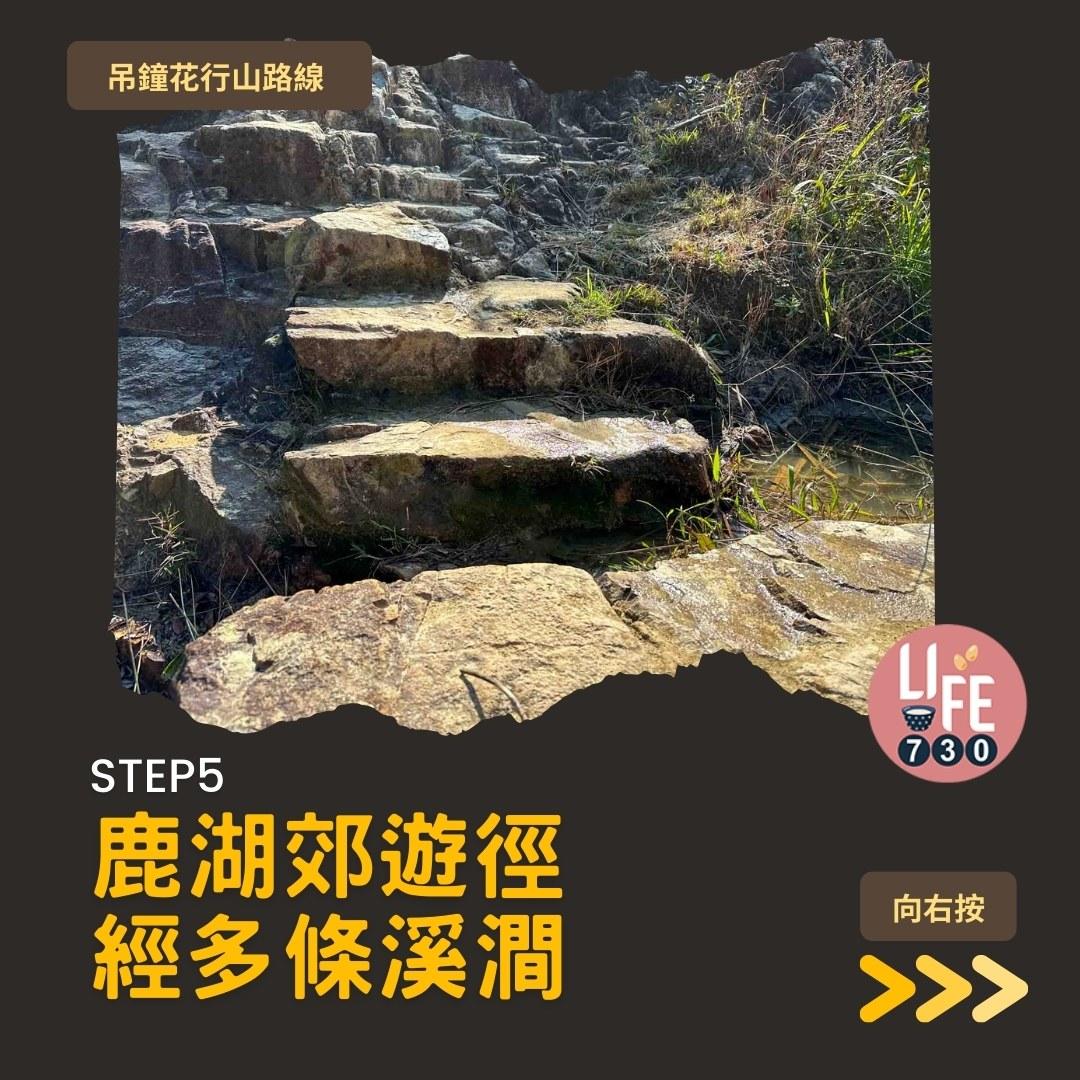 吊鐘花行山路線︱鹿湖郊遊徑大枕蓋農曆新年行大運(am730製圖)