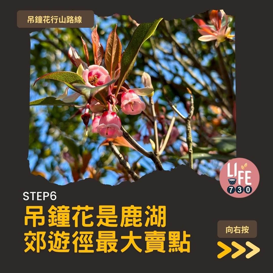 吊鐘花行山路線︱鹿湖郊遊徑大枕蓋農曆新年行大運(am730製圖)