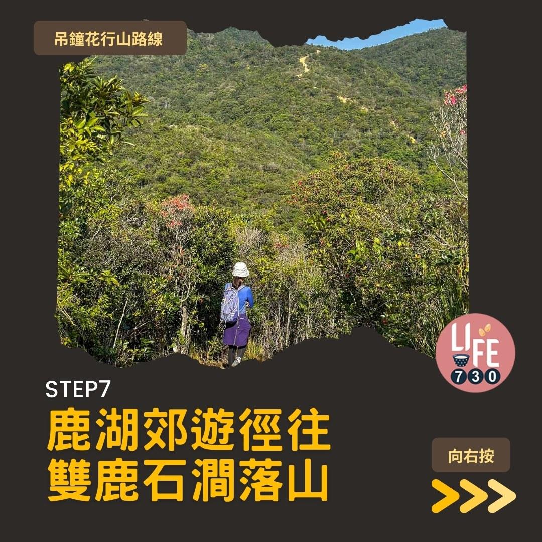 吊鐘花行山路線︱鹿湖郊遊徑大枕蓋農曆新年行大運(am730製圖)