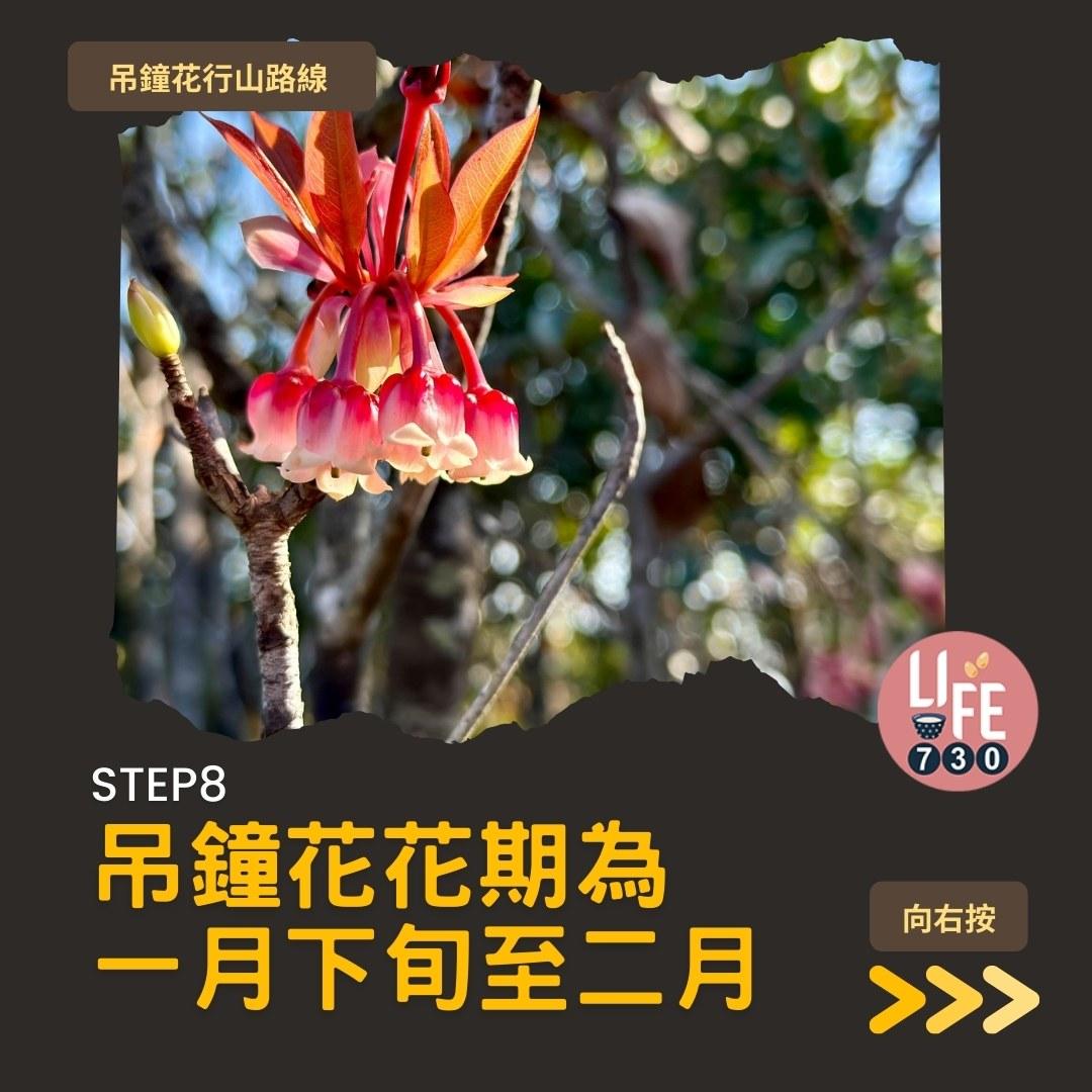 吊鐘花行山路線︱鹿湖郊遊徑大枕蓋農曆新年行大運(am730製圖)