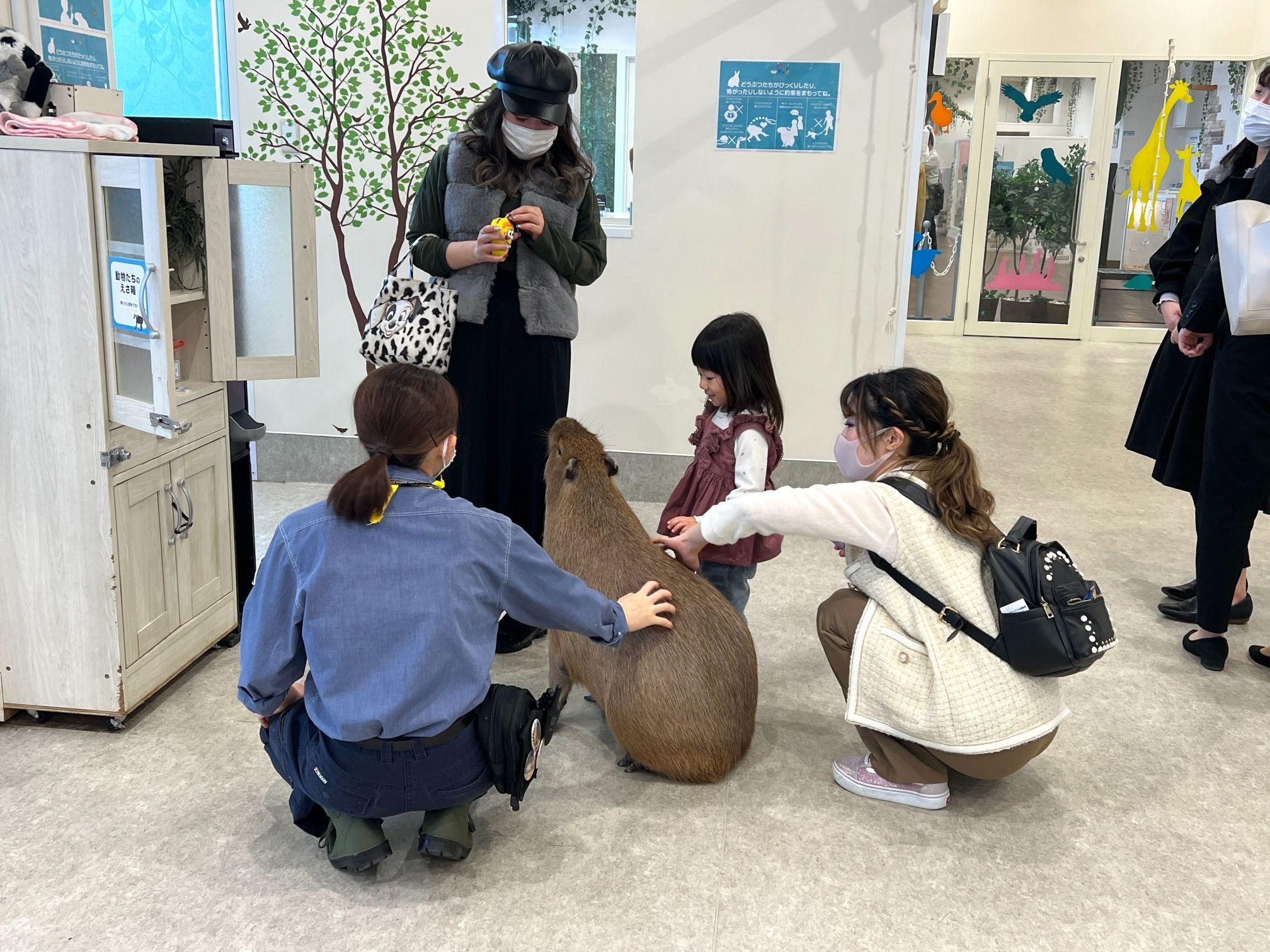 水豚君是「Anitouch港未來」的名星動物,冬季會在室內浸浴;夏天則在戶外日光浴。