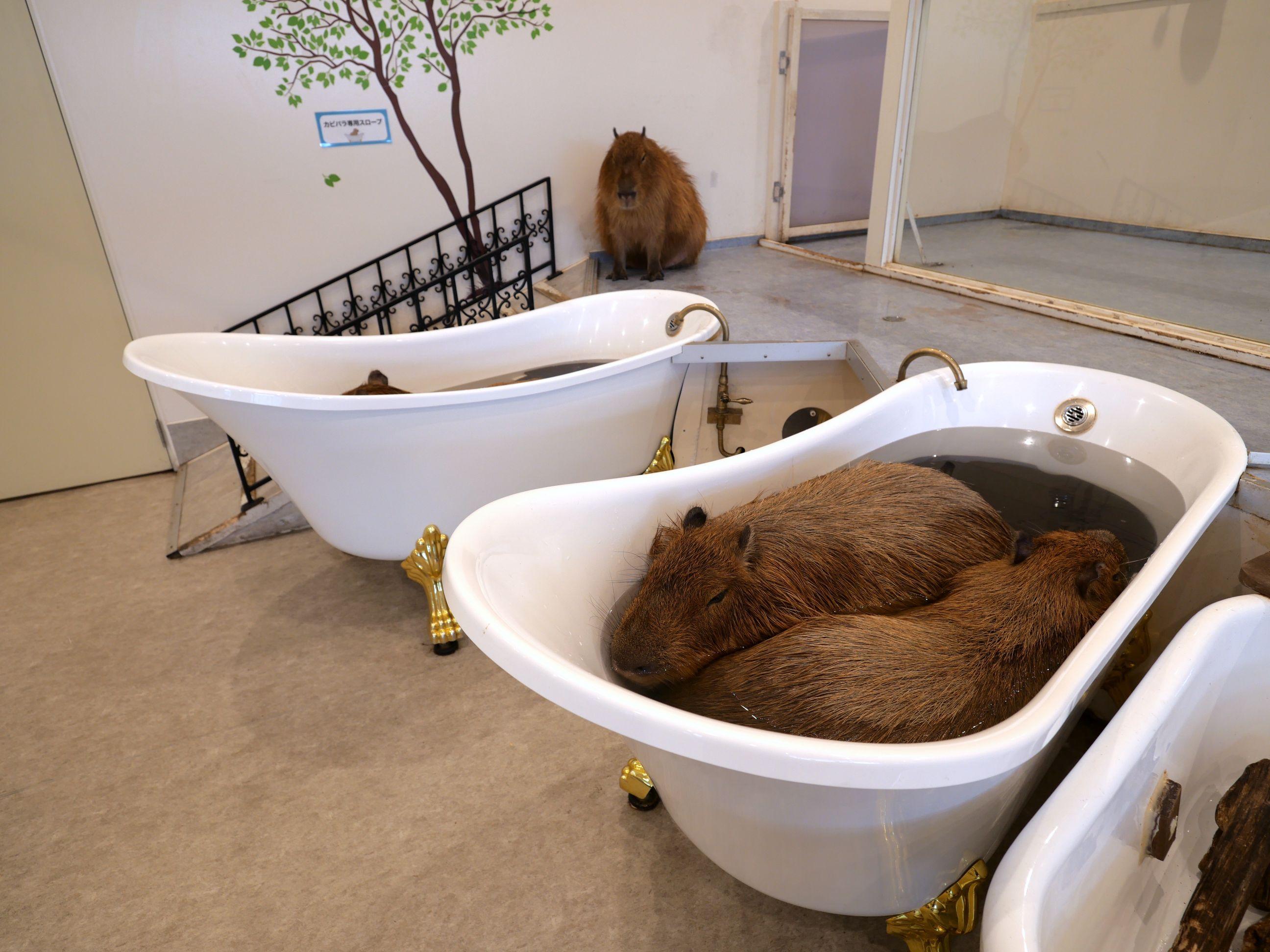 水豚君是「Anitouch港未來」的名星動物,冬季會在室內浸浴;夏天則在戶外日光浴。