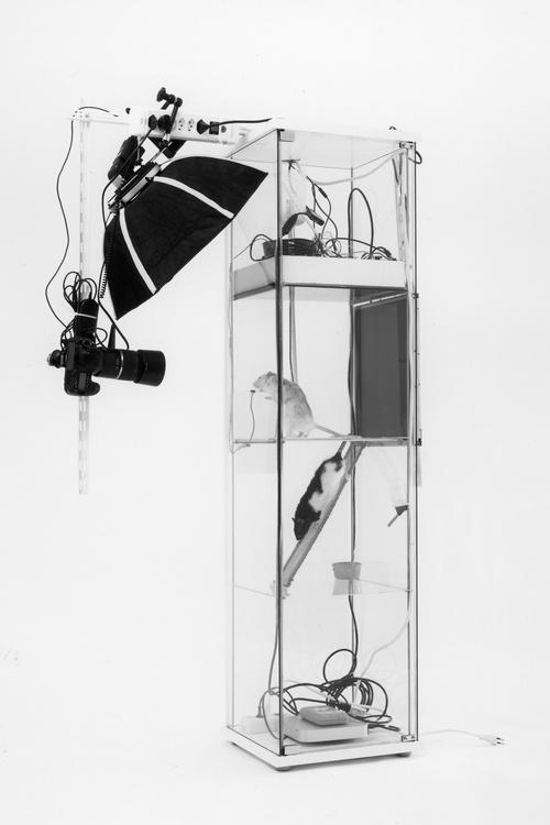 Augustin Lignier設計的裝置藝術「自拍老鼠」。