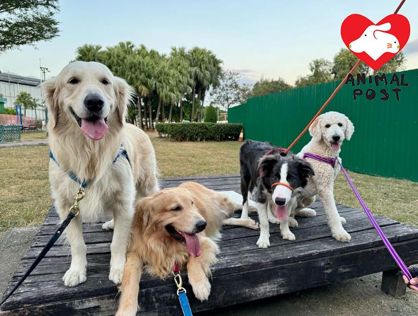 右二為被踢傷狗狗Nikki。