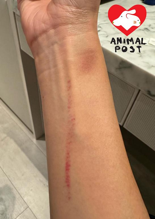 狗主何小姐到傷勢