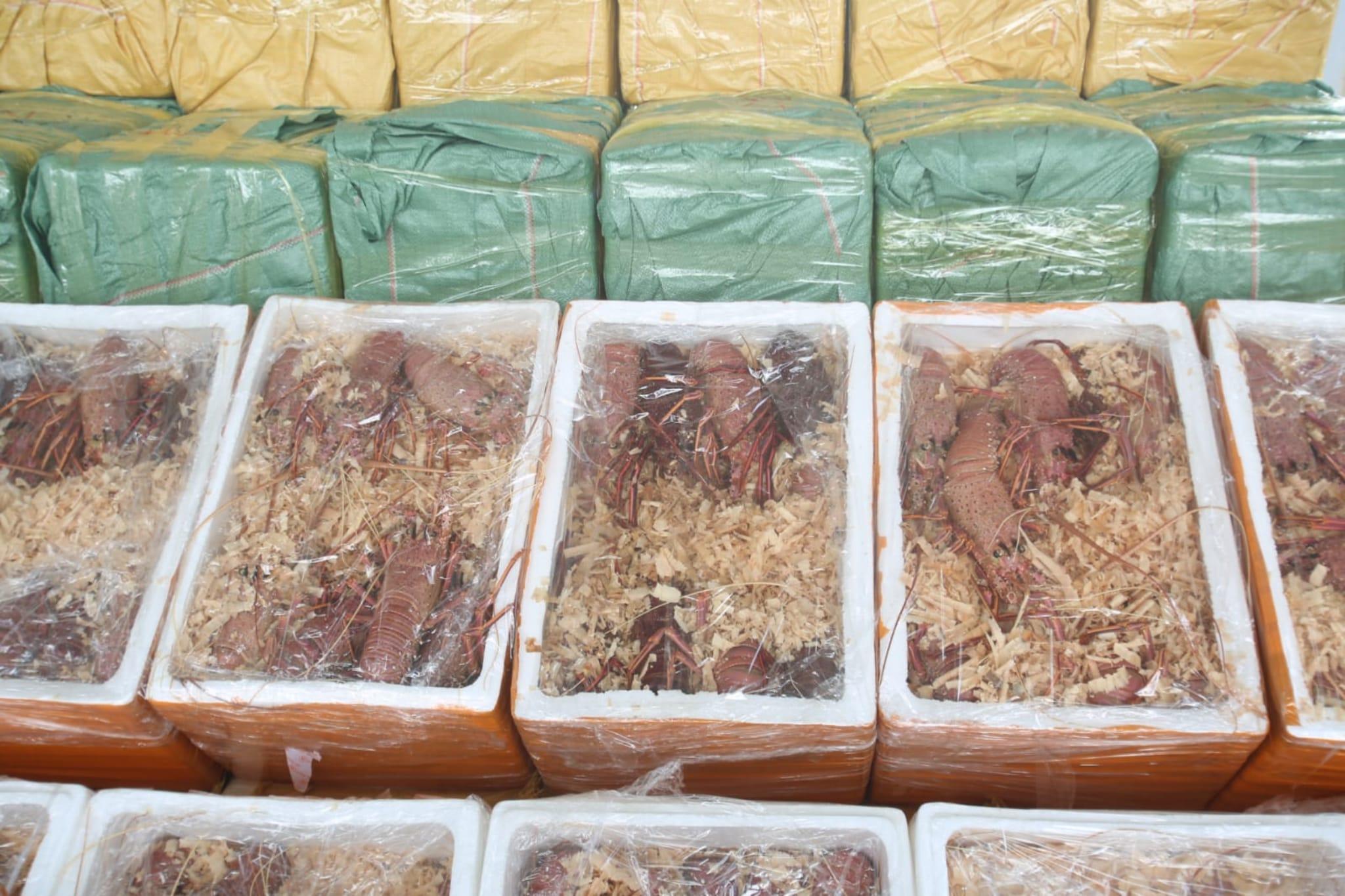 海關大澳檢3100公斤走私龍蝦 涉案電動三輪車被扣查