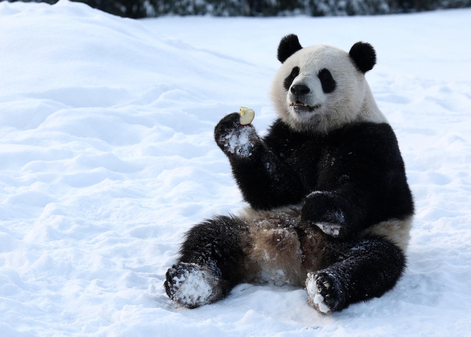 寶弟及寶妹現居於比利時布魯塞爾布魯塞爾Pairi Daiza動物園。(路透社)