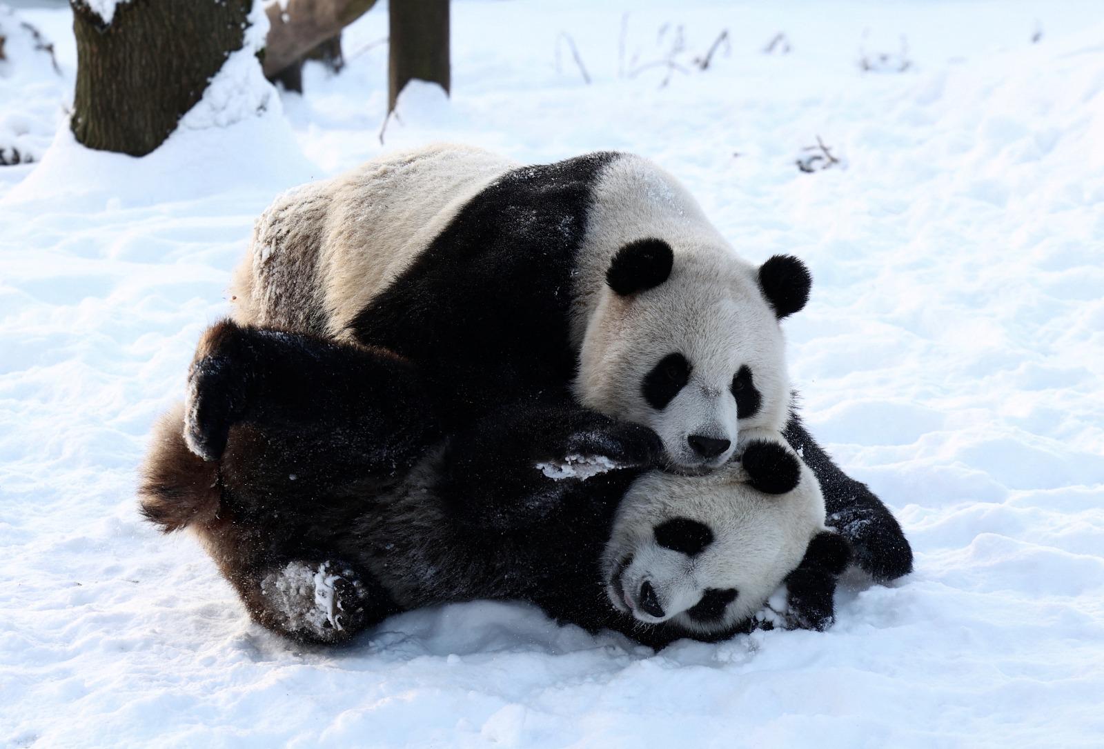 熊貓寶弟及寶妹不時一齊玩。(路透社)