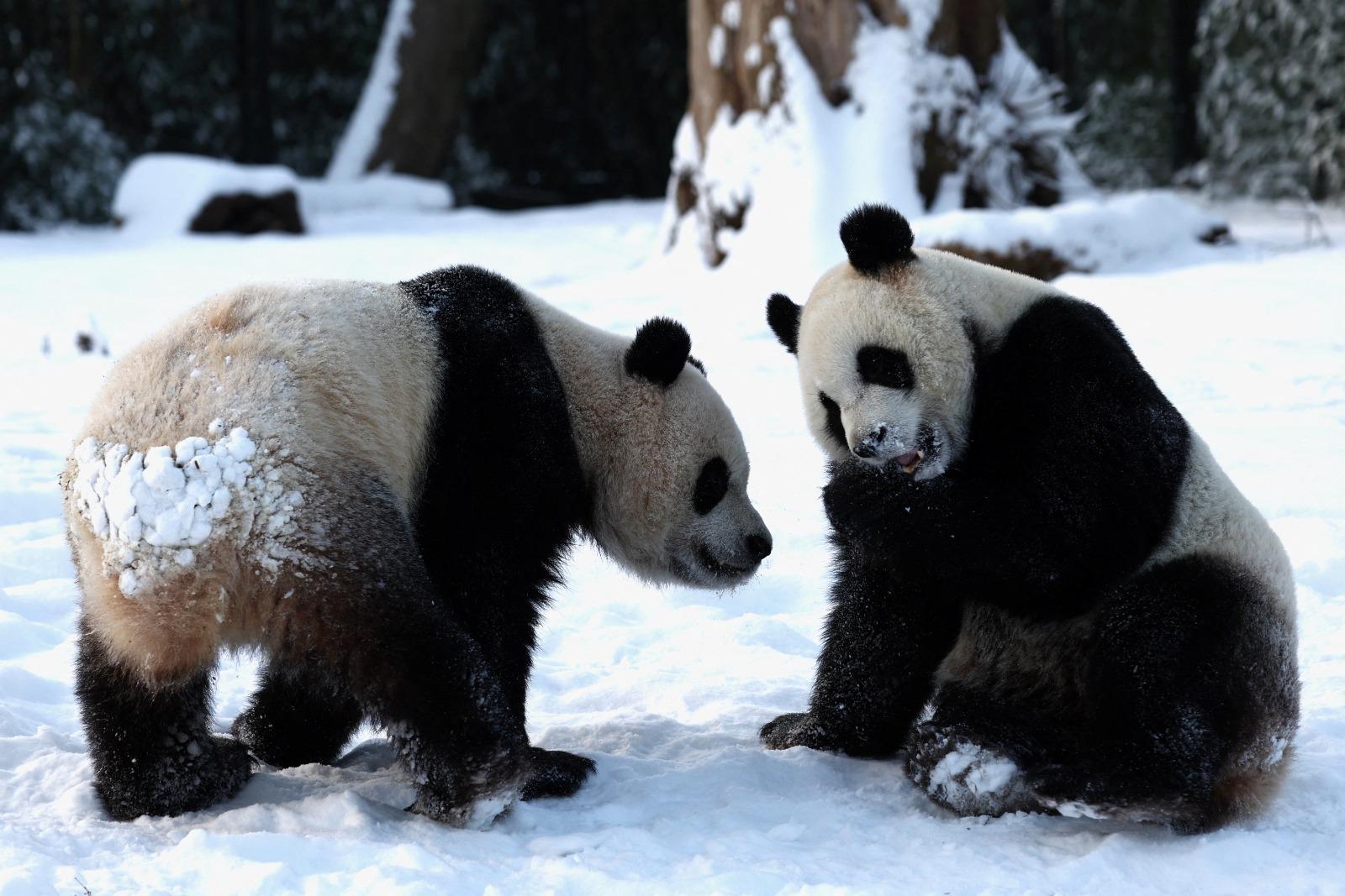 熊貓寶弟及寶妹不時一齊玩。(路透社)